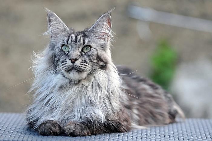 1. Кошкам наплевать на людей