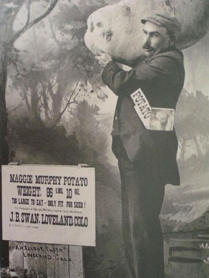 Картофель Мэгги Мерфи, 1895
