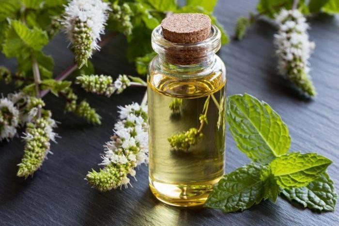 Используйте эфирное масло мяты для борьбы с зудом после укусов