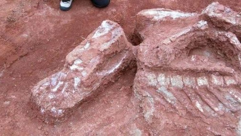 На северо-западе Аргентины ученые обнаружили остатки самого большого из ранних динозавров