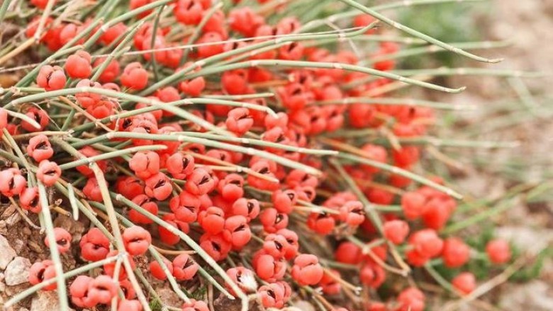 25 растений, которые могут быть опасными для вашего здоровья