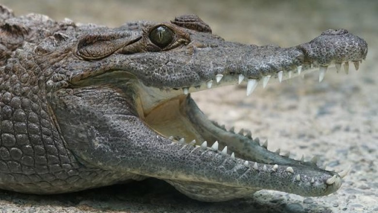 Лайфхак от морского биолога Мелиссы Маркес, как спастись из пасти крокодила