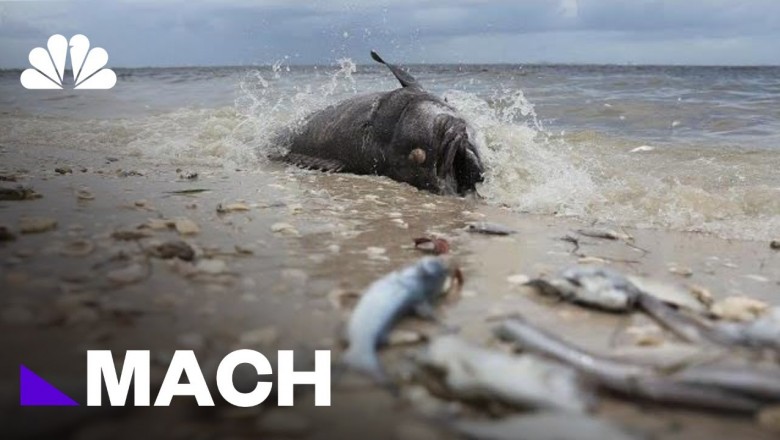 Во Флориде по вине водорослей массово гибнут морские существа