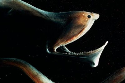 25 самых жутких обитателей морских глубин
