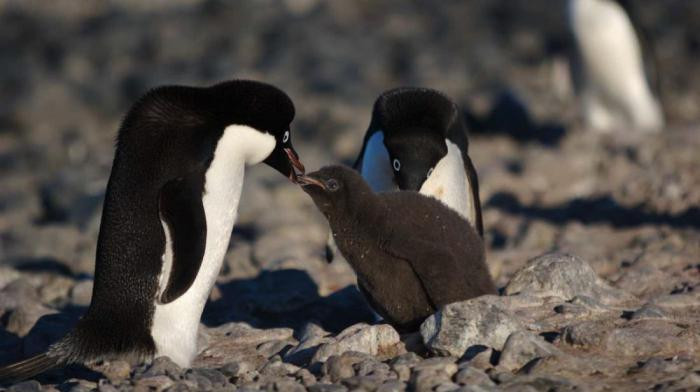 Ученые: самки пингвинов занимаются проституцией за камни