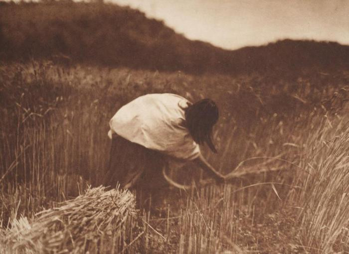 Женщина-апачи, жнущая злаки, около 1910 г.