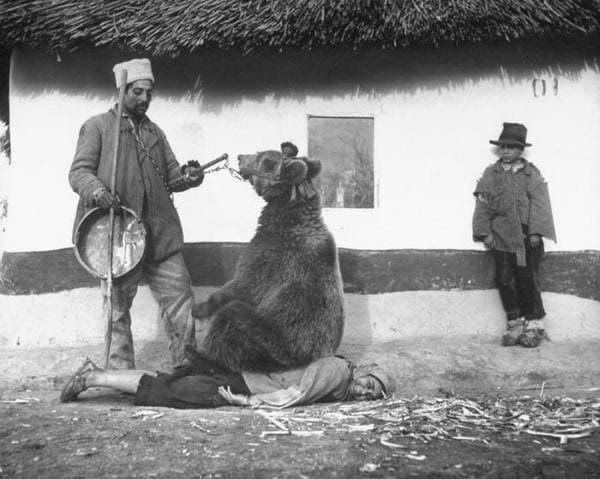 Медведица лечит радикулит, 1946 г.