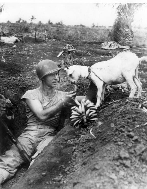 Солдат кормит козу, 1944.