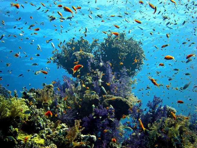 Красное море — рай для дайверов