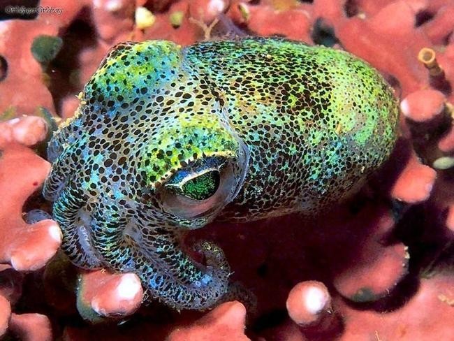 Idiosepius paradoxus