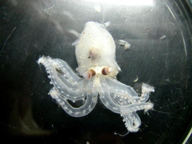 Amphitretus pelagicus