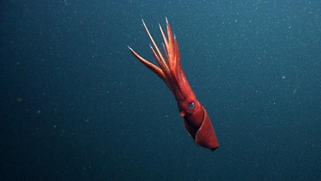 Octopoteuthis deletron