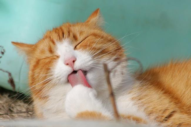 10. Кошачьи язычки и идеальные мочалки