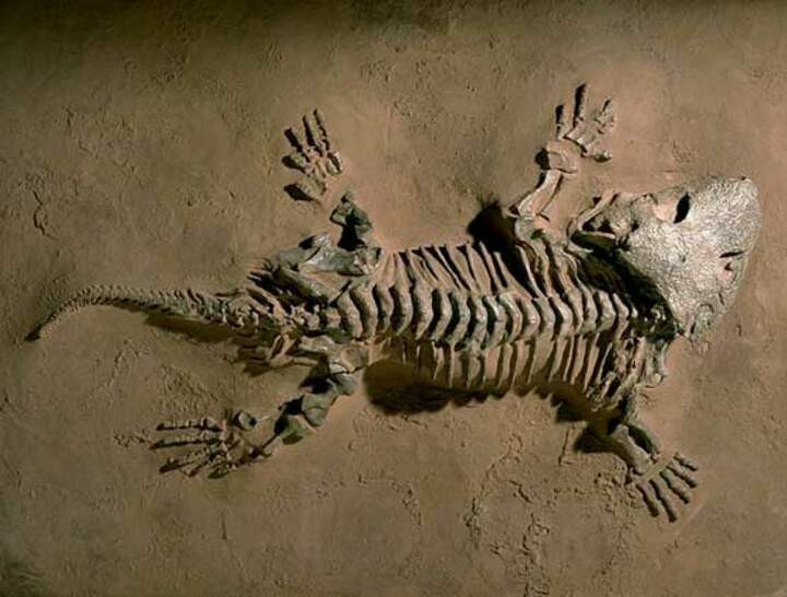 Жившего 25 лет назад. Сеймурия скелет. Скелеты вымерших животных. Палеонтология позвоночных. Палеонтологические Отпечатки животных.