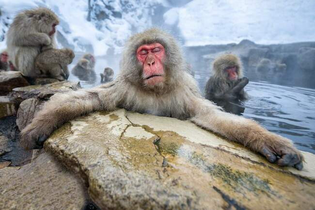 Парк обезьян Дзигокудани (Jigokudani Monkey Park)