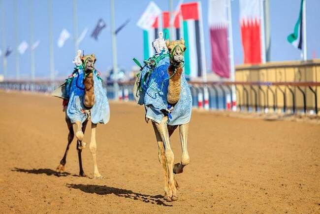 Гонки на верблюдах