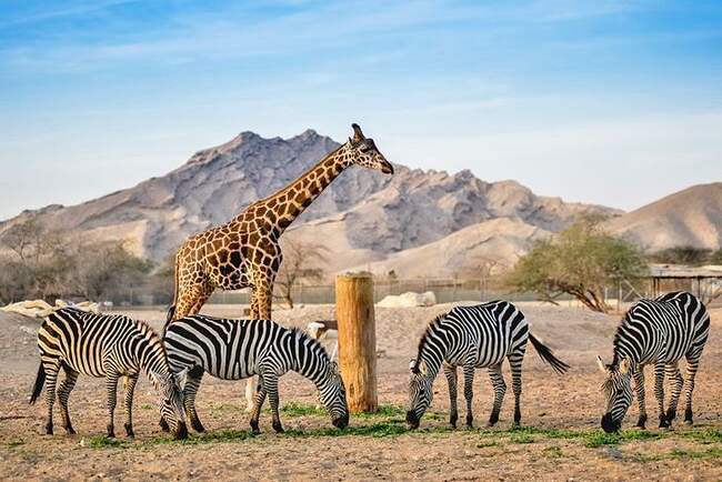 Зоопарк Аль-Айна