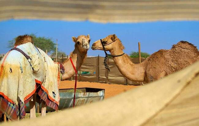 Верблюжий рынок