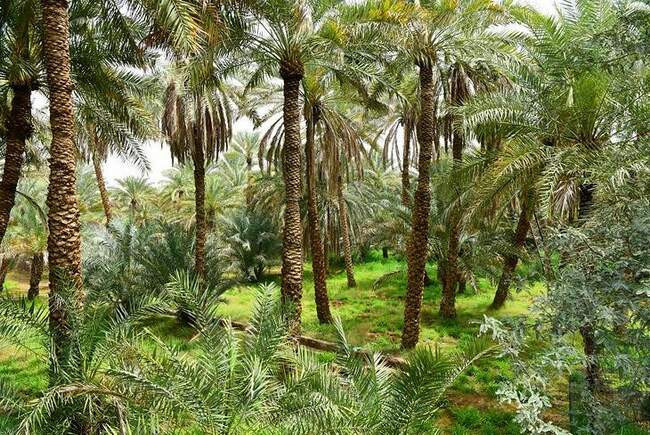 Оазис Аль-Айн