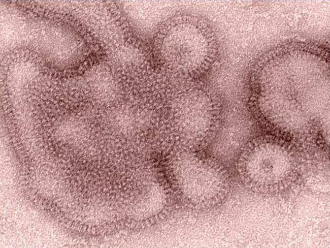 Гонконгский грипп, или H3N2 (1968-1970 гг.)