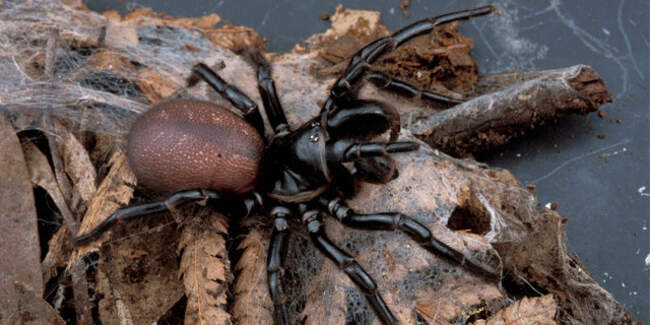 9 место: Atrax robustus