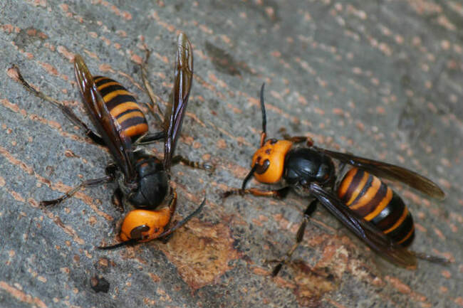 Японский гигантский шершень (Vespa Mandarinia Japonica)