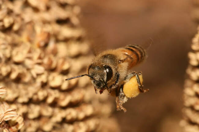 Африканизированная пчела (Apis Mellifera Scutellata)