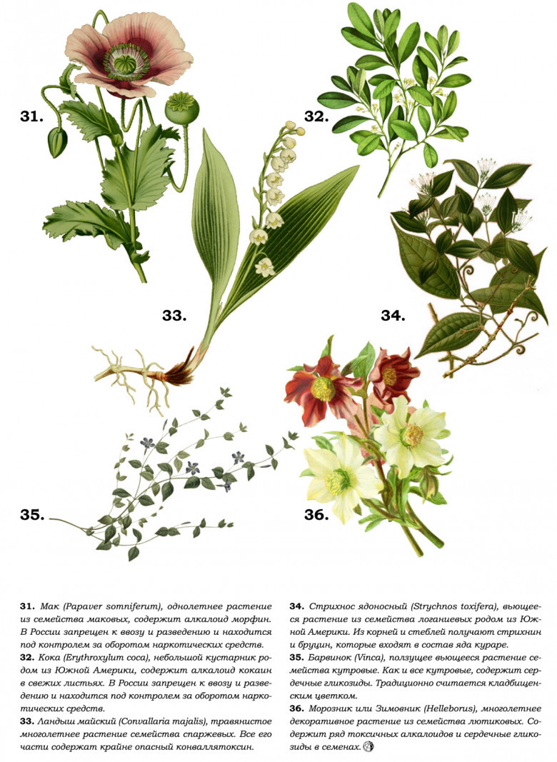 Какое именно растение. Энциклопедия ядовитых растений. Цветок зла растение. Растительные яды. Цианид цветок.