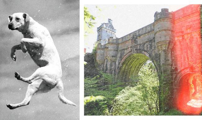 Почему собаки спрыгивают с моста в Шотландии