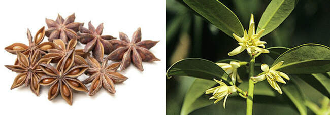  ( ) /  Badiam (Star anise)