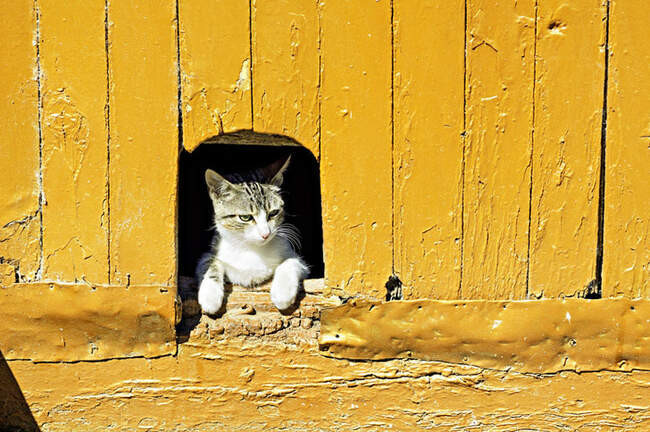 Ньютон изобрел дверцу для кошек во входной двери