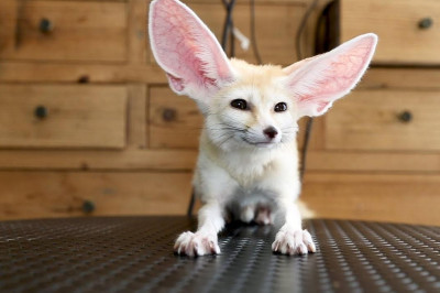 Что нужно знать, прежде чем завести экзотическое животное?