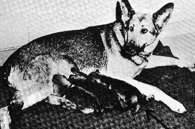 Гитлеровская собака