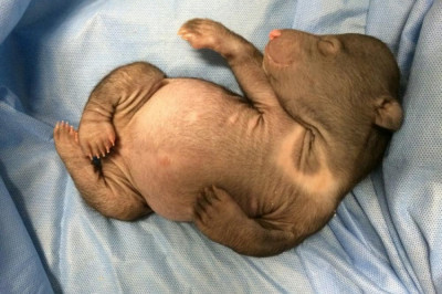 Все дети милые: младенческие снимки невероятно опасных хищников