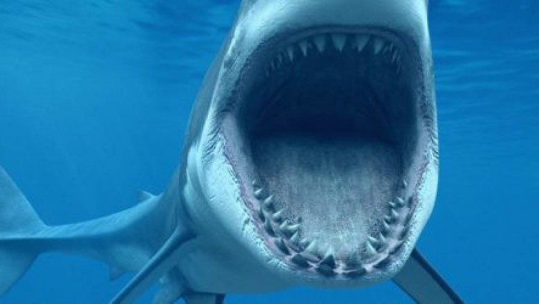Страшные акулы фото