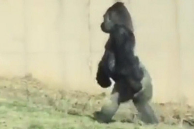 Человекоподобная горилла, которая ходит на двух ногах