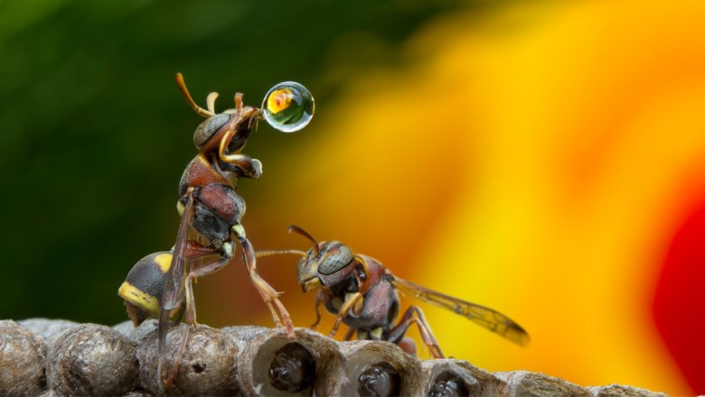 Мухи осы и шмели укрываются в сухие убежища схема предложения