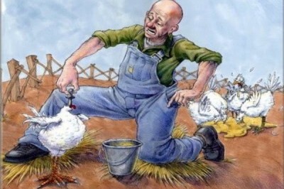 Сколько может прожить курица без головы?