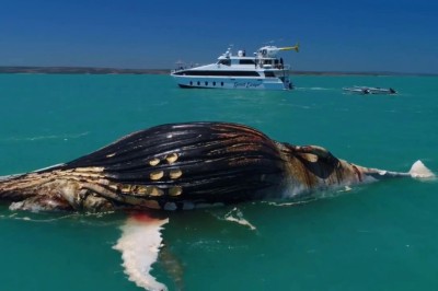 Уникальный момент, гребнистый крокодил и две тигровые акулы поедают кита