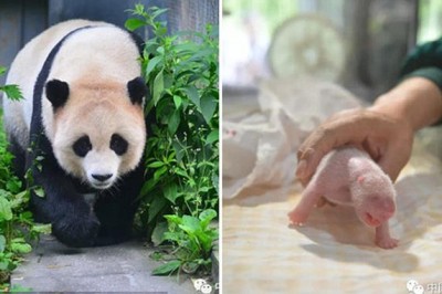 В китайском зоопарке панда родила двойняшек прямо в эфире