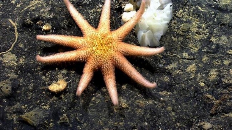 Подборка удивительных фактов о морских звездах