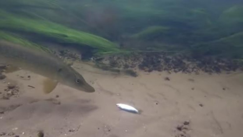 Как щука реагирует на живца