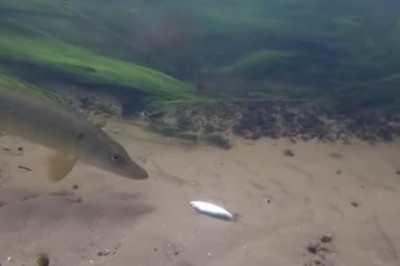 Как щука реагирует на живца