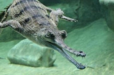 Гангский гавиал: шесть познавательных фактов 