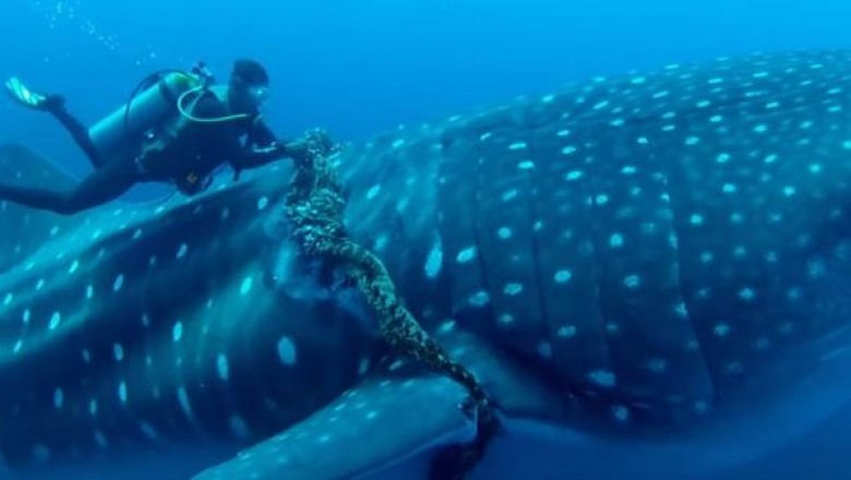 Как аквалангисты спасли китовую акулу