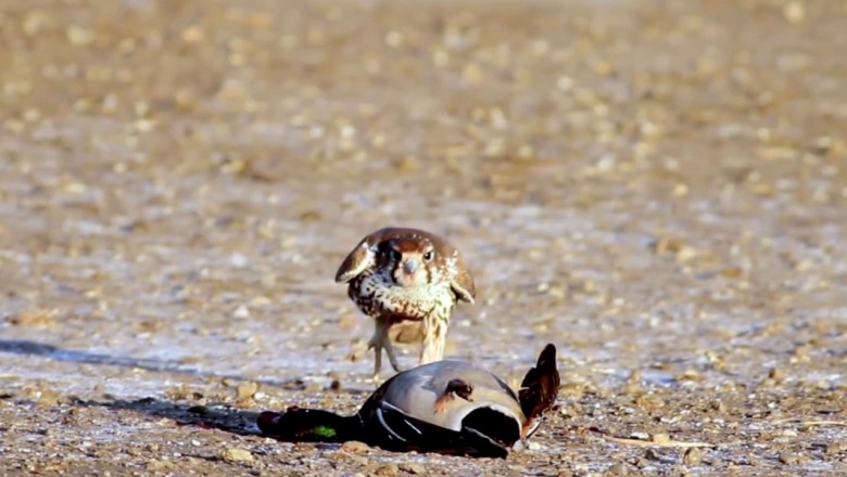 Сокол атакует утку