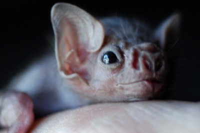 Восемь кровавых фактов о летучих мышах-вампирах