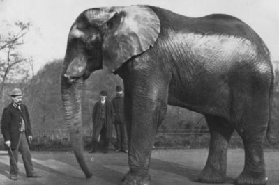 Джамбо, Линь Ван, Топси и Мэри: слоны, которые прославились на весь мир, и их трагические судьбы