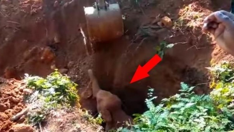 Как в Индии слоненка экскаватором спасали