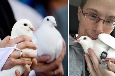 О драматической судьбе белых свадебных голубей, которых выпускают «на счастье»